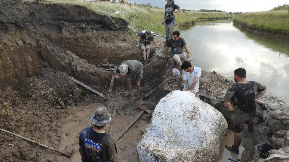 Fósiles de Morenelaphus, ciervo prehistórico hallado en Buenos Aires