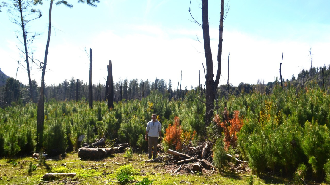 Incendio forestal en la Patagonia con impacto en ecosistemas nativos