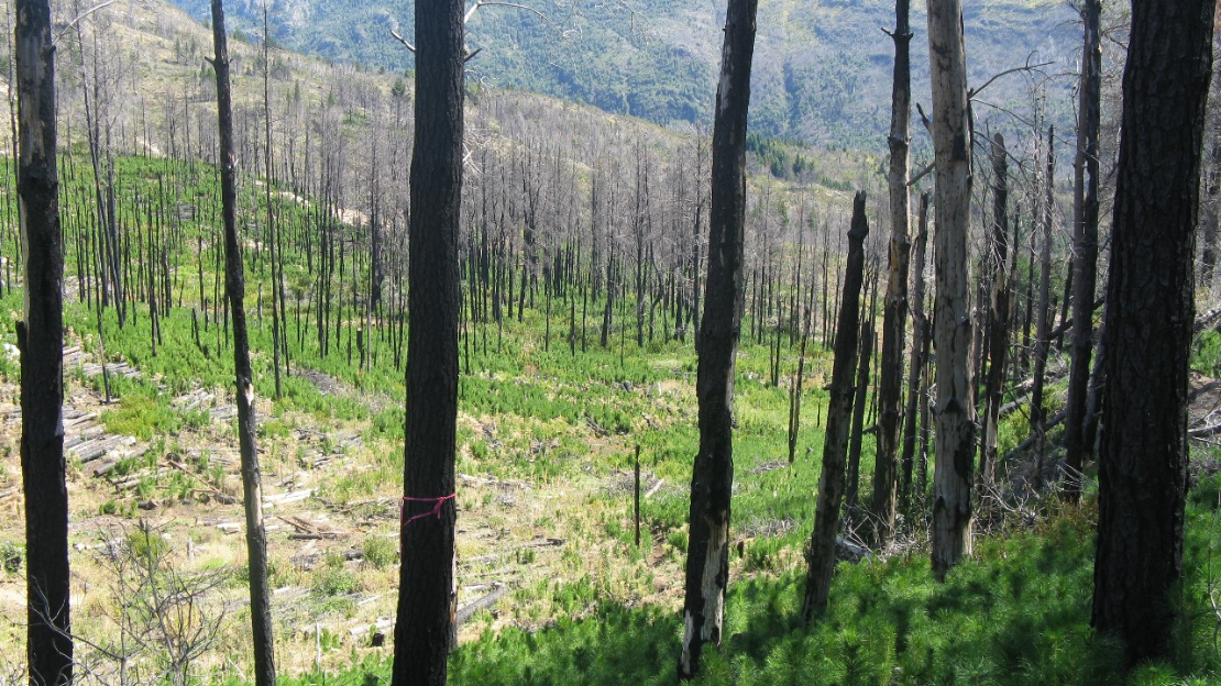 Incendio forestal en la Patagonia con impacto en ecosistemas nativos