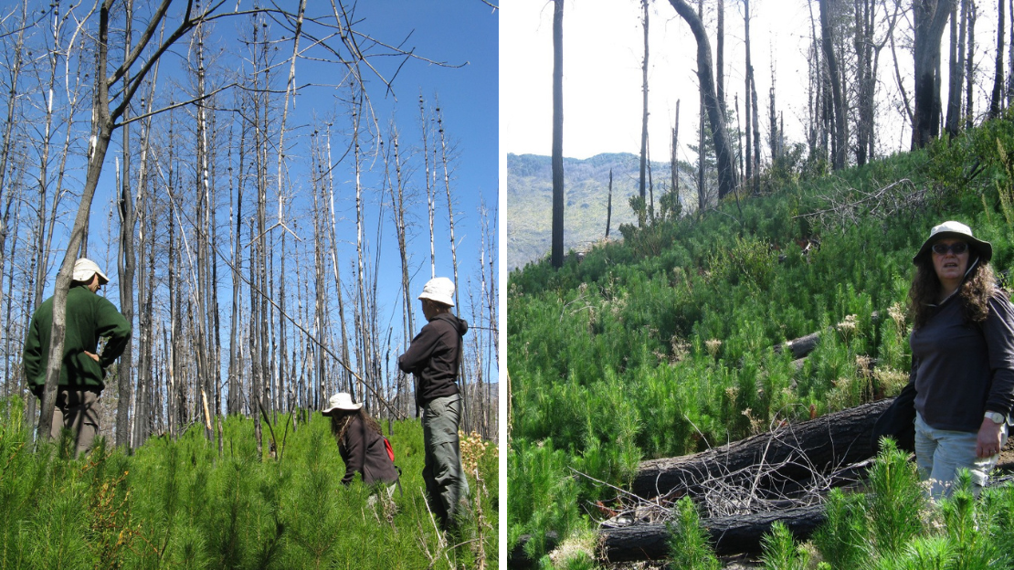 Incendio forestal en la Patagonia con impacto en ecosistemas nativos